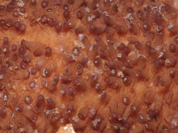 Holothuria sp.